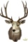 Mule deer