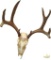 Mule deer