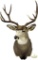 Mule deer