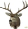 Mule deer