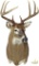 Whitetail