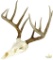 Whitetail