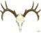 Whitetail