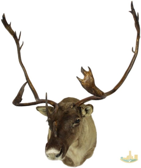 Caribou