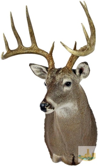 Whitetail