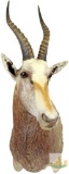 Blesbok White