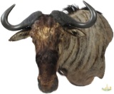 Blue Wildebeest