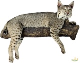 Bobcat