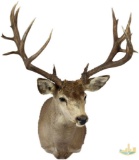 Mule deer