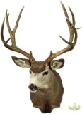 Mule deer