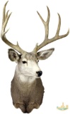 Mule deer