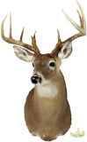 Whitetail