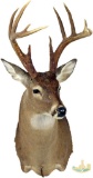 Whitetail