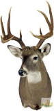 Whitetail