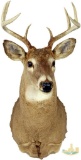 Whitetail