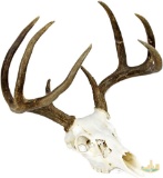 Whitetail