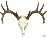 Whitetail