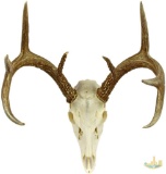 Whitetail