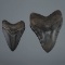 Two Magladon Teeth
