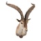 Ibex Shoulder Mount