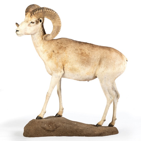 A Dall Sheep Full Body Mount