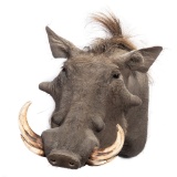 An African Warthog Mount