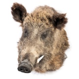 An African Warthog Mount