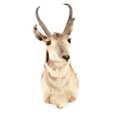 A Pronghorn Shoulder Mount