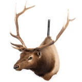 An Elk Shoulder Mount