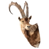 Ibex Shoulder Mount