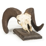 A Bighorn Sheep Skull