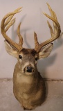 Deer mount