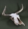 Nice longhorn cow skull