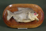 Giant taxidermied piranha