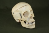 Vintage medical display human skull
