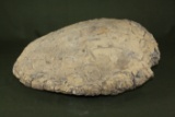 Ancient fossilized turtle (very heavy)