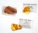(3) Pieces of Baltic amber with fossilized insects inside