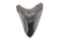 Super Fossil Megalodon Shark Tooth