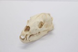 Nice Vintage Wolf Skull