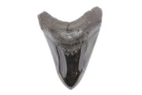 Super Fossil Megalodon Shark Tooth