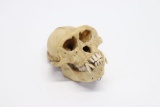 Nice Antique Monkey Skull