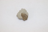 Nice Trilobite Fossil on Limestone