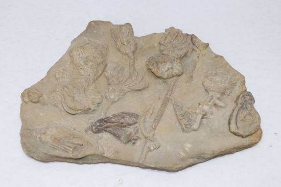 Fantastic Iowa Crinoid Fossil Plate