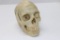 Rare! Antique Medical Human Skull