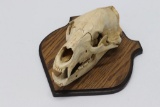 Bear Skull Mount