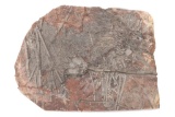Great Fossilized Crinoid Plate - 16 1/2