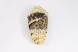 Vintage Rolled Dried Rattlesnake Skin