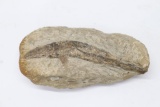 Great Fish Fossil in Matrix - 6