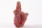 Gem Grade Red Coral Specimen