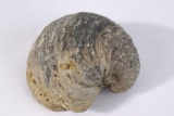 Rare Very Large Fossilized Sea Shell